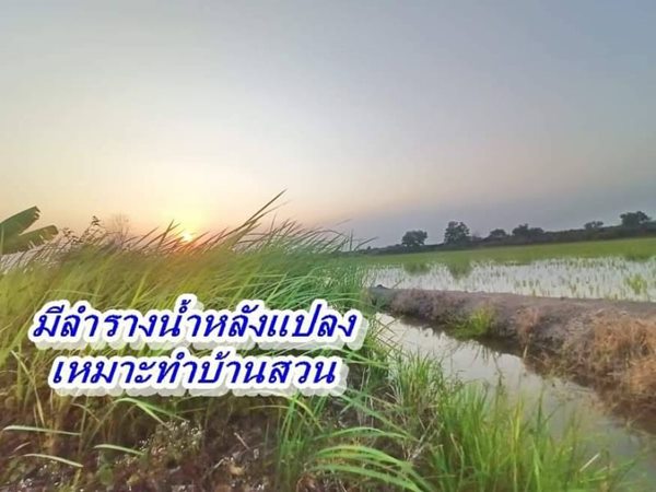 ที่ดินคลอง6 อ.คลองหลวง ปทุมธานี T.062-1574449 สดโฉนดพร้อมโอน