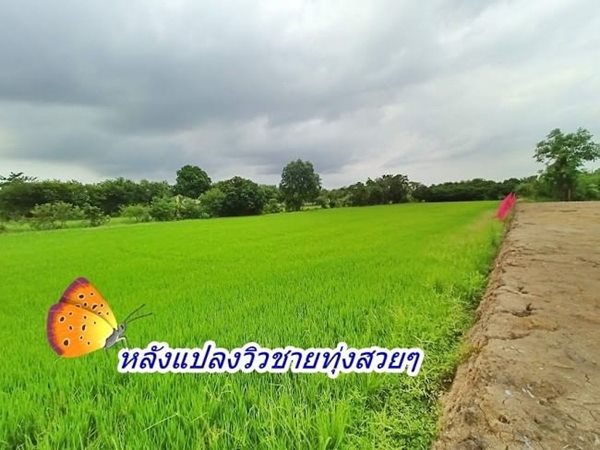 สบายใจในทุกเรื่อง ที่ดินแปลงเล็กถมแล้ว ราคาเบา น้ำไฟผ่าน มีเพื่อนบ้าน ที่คลอง8 หนองเสือ T.062-1574449