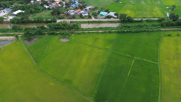 Land for sale Chaiyaphum ขายที่ดินชัยภูมิ มี 2 แปลง สามารถถมดิน ทำบ้าน ทำธุรกิจค้าขายได้ โทร 061-1195112